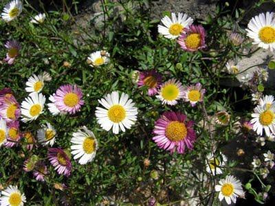 Erigeron Erigeron