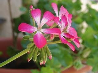 Nueva vida para lo que estuvo en contacto con la vida