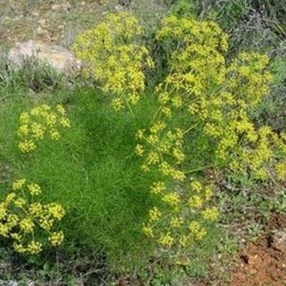 Aceite esencial de Hinojo