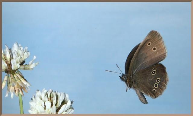 Mariposas y Manzanas