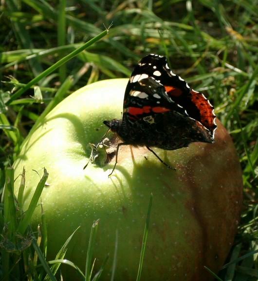 Mariposas y Manzanas