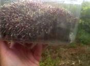 "espinetillo" volvió bosque...