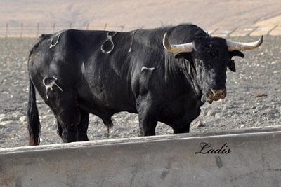 VISITA A LA GANADERÍA DE  CEBADA GAGO: TOROS DE LEYENDA