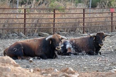VISITA A LA GANADERÍA DE  CEBADA GAGO: TOROS DE LEYENDA