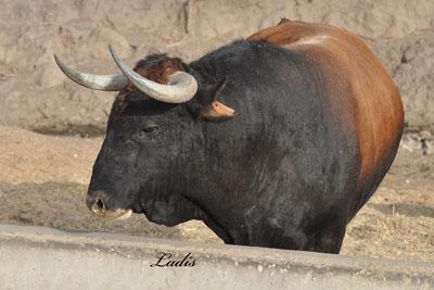 VISITA A LA GANADERÍA DE  CEBADA GAGO: TOROS DE LEYENDA