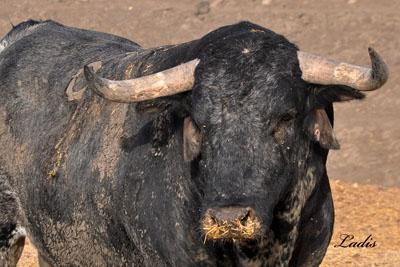 VISITA A LA GANADERÍA DE  CEBADA GAGO: TOROS DE LEYENDA