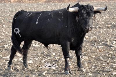 VISITA A LA GANADERÍA DE  CEBADA GAGO: TOROS DE LEYENDA