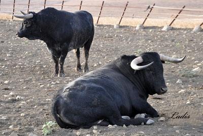 VISITA A LA GANADERÍA DE  CEBADA GAGO: TOROS DE LEYENDA