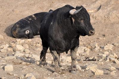 VISITA A LA GANADERÍA DE  CEBADA GAGO: TOROS DE LEYENDA
