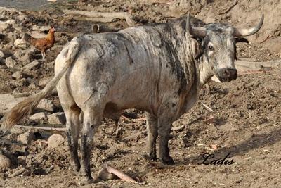 VISITA A LA GANADERÍA DE  CEBADA GAGO: TOROS DE LEYENDA