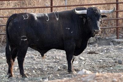 VISITA A LA GANADERÍA DE  CEBADA GAGO: TOROS DE LEYENDA