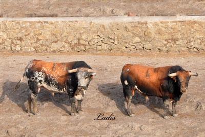 VISITA A LA GANADERÍA DE  CEBADA GAGO: TOROS DE LEYENDA