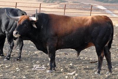VISITA A LA GANADERÍA DE  CEBADA GAGO: TOROS DE LEYENDA