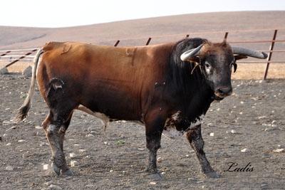 VISITA A LA GANADERÍA DE  CEBADA GAGO: TOROS DE LEYENDA