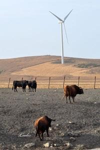 VISITA A LA GANADERÍA DE  CEBADA GAGO: TOROS DE LEYENDA