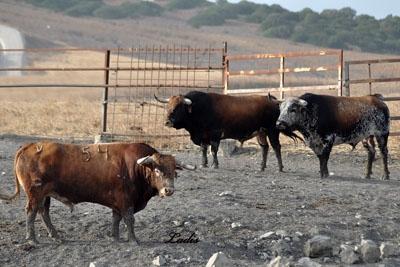 VISITA A LA GANADERÍA DE  CEBADA GAGO: TOROS DE LEYENDA