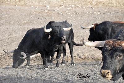VISITA A LA GANADERÍA DE  CEBADA GAGO: TOROS DE LEYENDA
