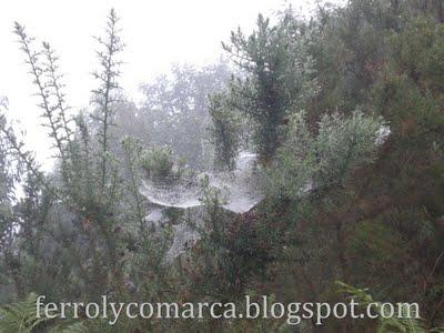 El orballo descubre sus trampas