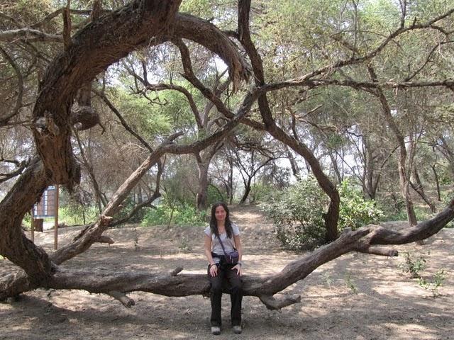 CAMINANDO ENTRE PIRAMIDES: TUCUME