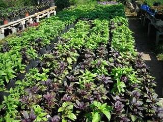 Urgente revertir dependencia alimentaria del exterior y frenar malas prácticas comerciales