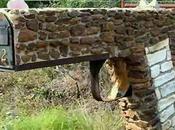 extraños buzones correo