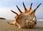 FORMA PARTE REGALO. Fábula