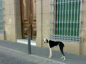 Galgo precioso joven abandonado pueblo Badajoz