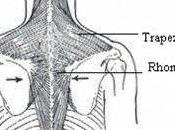 importancia estabilidad escapulas para prevenir dolor