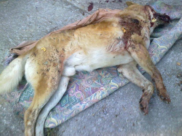 Matan a un mastín con una lanza en BEDIA(Bizkaia)-