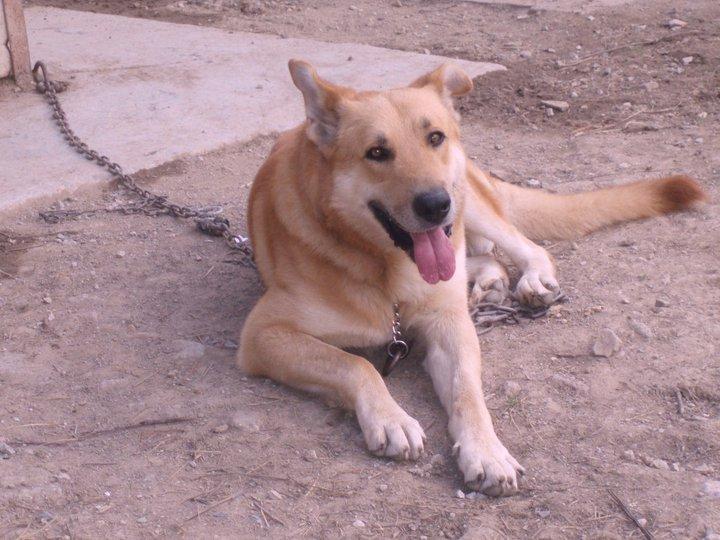 Matan a un mastín con una lanza en BEDIA(Bizkaia)-