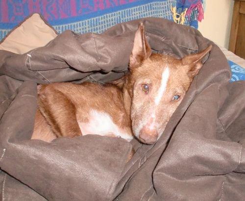 Historias de adoptados. Linda (Sol)