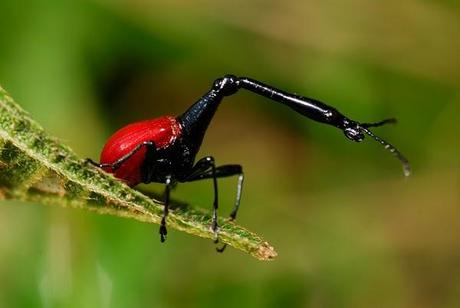 Enlaces de la semana (32/11)