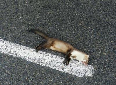 Garduña atropellada