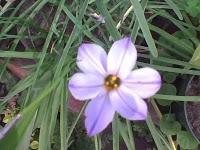 Cultivo de Ipheion (estrellita)