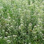 Bolsa del pastor o pan y queso, fotos