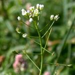 Bolsa del pastor o pan y queso, fotos
