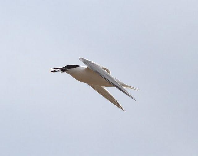 CHARRÁN PATINEGRO-STERNA SANDVICENSIS-SANDWICH TERN 2ª