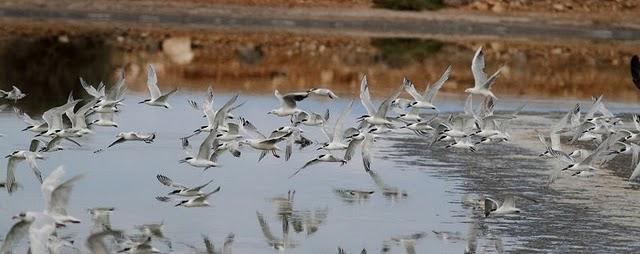 CHARRÁN PATINEGRO-STERNA SANDVICENSIS-SANDWICH TERN 2ª
