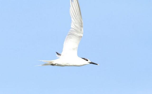 CHARRÁN PATINEGRO-STERNA SANDVICENSIS-SANDWICH TERN 2ª