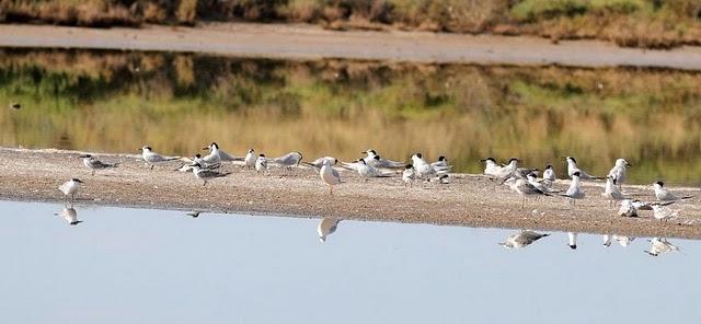 CHARRÁN PATINEGRO-STERNA SANDVICENSIS-SANDWICH TERN 2ª
