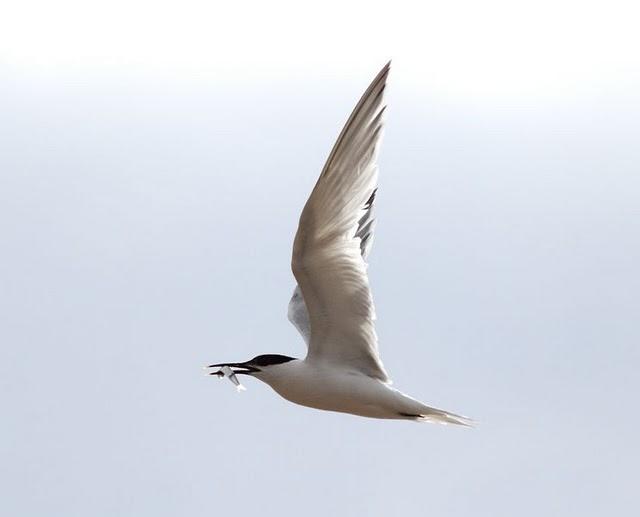 CHARRÁN PATINEGRO-STERNA SANDVICENSIS-SANDWICH TERN 2ª