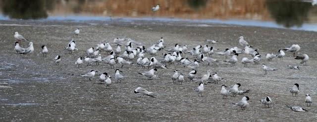 CHARRÁN PATINEGRO-STERNA SANDVICENSIS-SANDWICH TERN 2ª