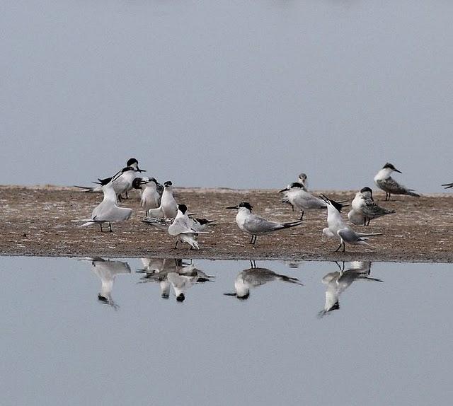 CHARRÁN PATINEGRO-STERNA SANDVICENSIS-SANDWICH TERN 2ª