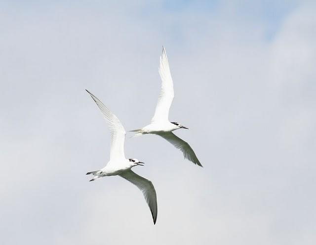 CHARRÁN PATINEGRO-STERNA SANDVICENSIS-SANDWICH TERN 2ª