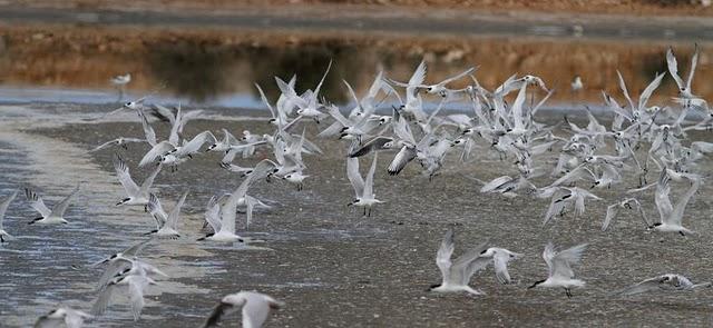 CHARRÁN PATINEGRO-STERNA SANDVICENSIS-SANDWICH TERN 2ª