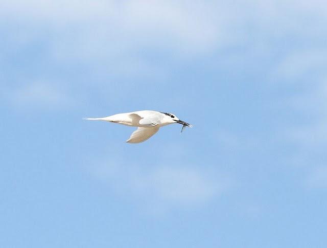 CHARRÁN PATINEGRO-STERNA SANDVICENSIS-SANDWICH TERN 2ª