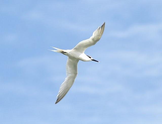 CHARRÁN PATINEGRO-STERNA SANDVICENSIS-SANDWICH TERN 2ª