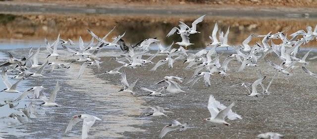 CHARRÁN PATINEGRO-STERNA SANDVICENSIS-SANDWICH TERN 2ª