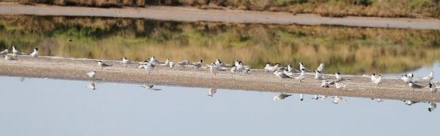 CHARRÁN PATINEGRO-STERNA SANDVICENSIS-SANDWICH TERN 2ª