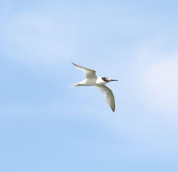 CHARRÁN PATINEGRO-STERNA SANDVICENSIS-SANDWICH TERN 2ª